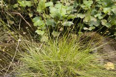 Carex loliacea