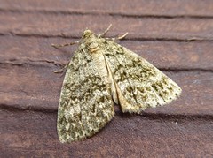 Pseudocoremia indistincta