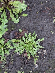 Taraxacum officinale