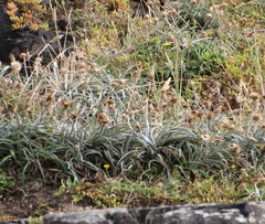 Celmisia major major