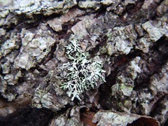 Hypogymnia oceanica