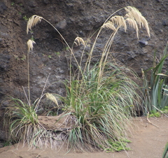 Austroderia splendens