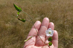 Convolvulus waitaha