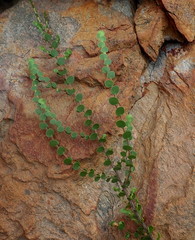 Cliffortia pulchella