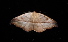 Sarisa muriferata