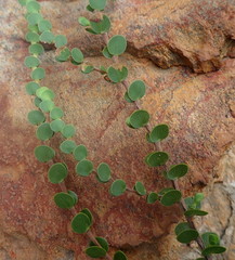 Cliffortia pulchella