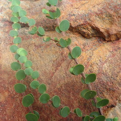 Cliffortia pulchella