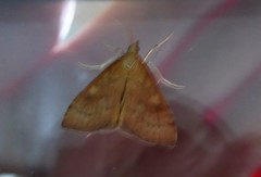 Mnesictena flavidalis