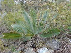 Dioon edule