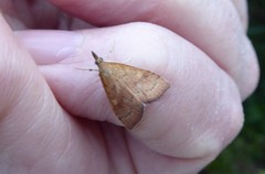 Mnesictena flavidalis