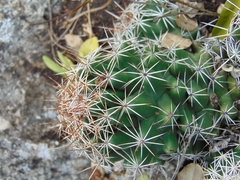 Coryphantha jalpanensis