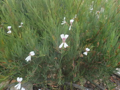 Pelargonium laevigatum