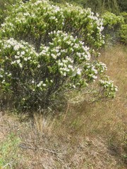 Veronica brachysiphon
