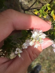 Veronica brachysiphon
