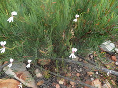 Pelargonium laevigatum