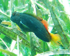 Hutchin's Blenny photo 5