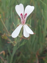 Pelargonium laevigatum
