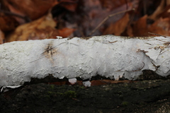 Botryobasidium vagum