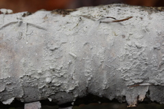 Botryobasidium vagum