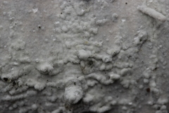 Botryobasidium vagum