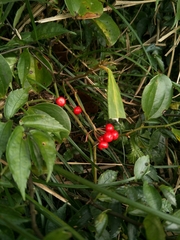 Ardisia crispa