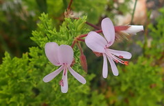 Pelargonium