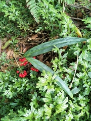Ardisia crispa