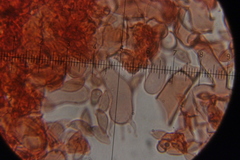 Botryobasidium vagum