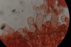 Botryobasidium vagum