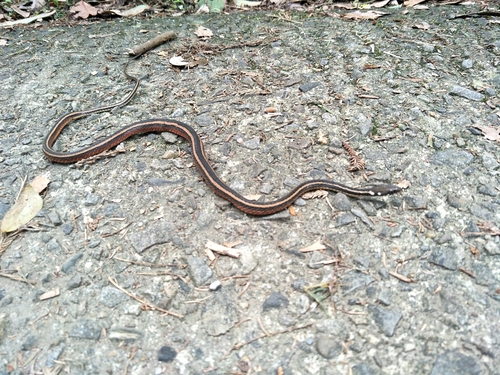 Photo of a Maki's Keelback (Hebius miyajimae)
