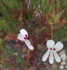 Pelargonium laevigatum