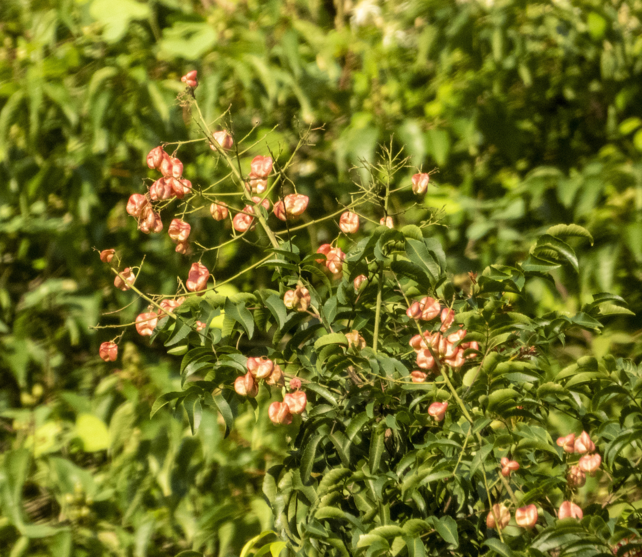 Sinoradlkofera minor (Sinoradlkofera minor)