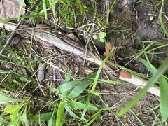 Lithobates sylvaticus image