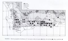 Pelargonium laevigatum oxyphyllum