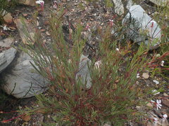 Pelargonium laevigatum