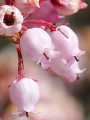 Erica verecunda