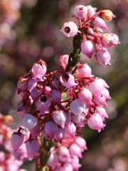 Erica verecunda