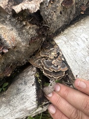 Trametes versicolor image