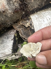 Trametes versicolor image