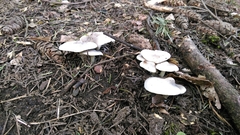 Agaricales
