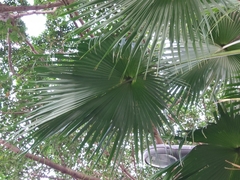 Trachycarpus fortunei