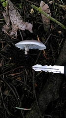 Agaricales
