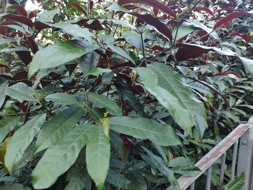 Excoecaria cochinchinensis