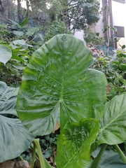 Alocasia macrorrhizos