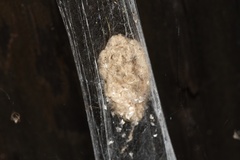 Euprosthenops australis