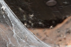 Euprosthenops australis