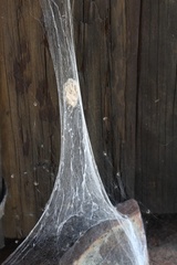 Euprosthenops australis