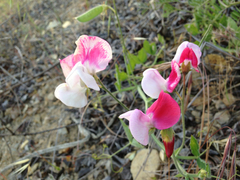 Lathyrus odoratus