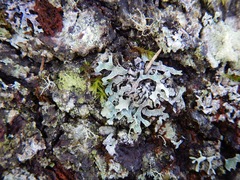 Parmelia pseudosulcata