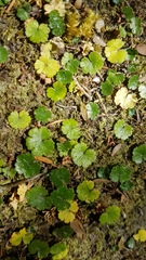 Hydrocotyle microphylla